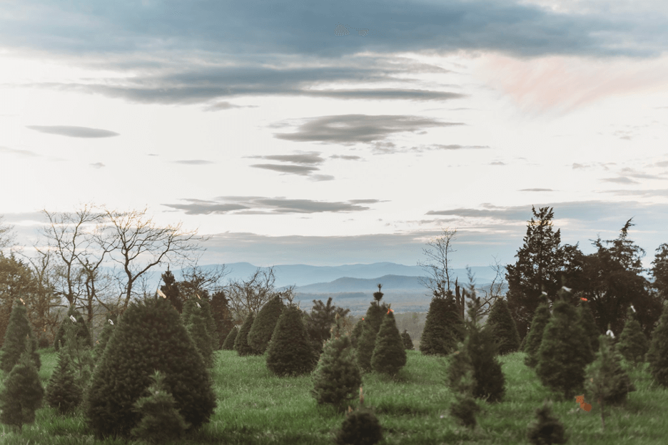 8 Christmas Tree Farms to Visit in Virginia