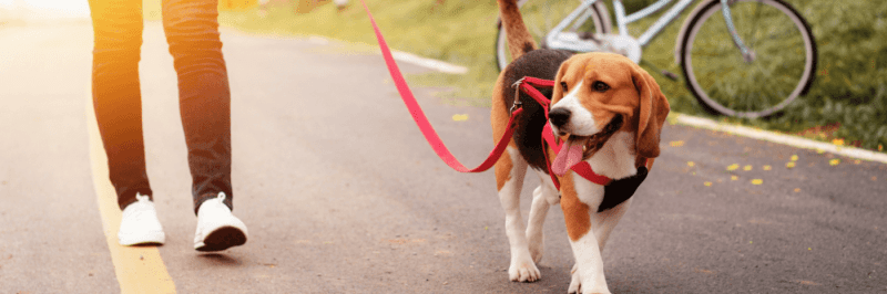 8 Ways To Get The Most Out Of A Walk With Your Dog