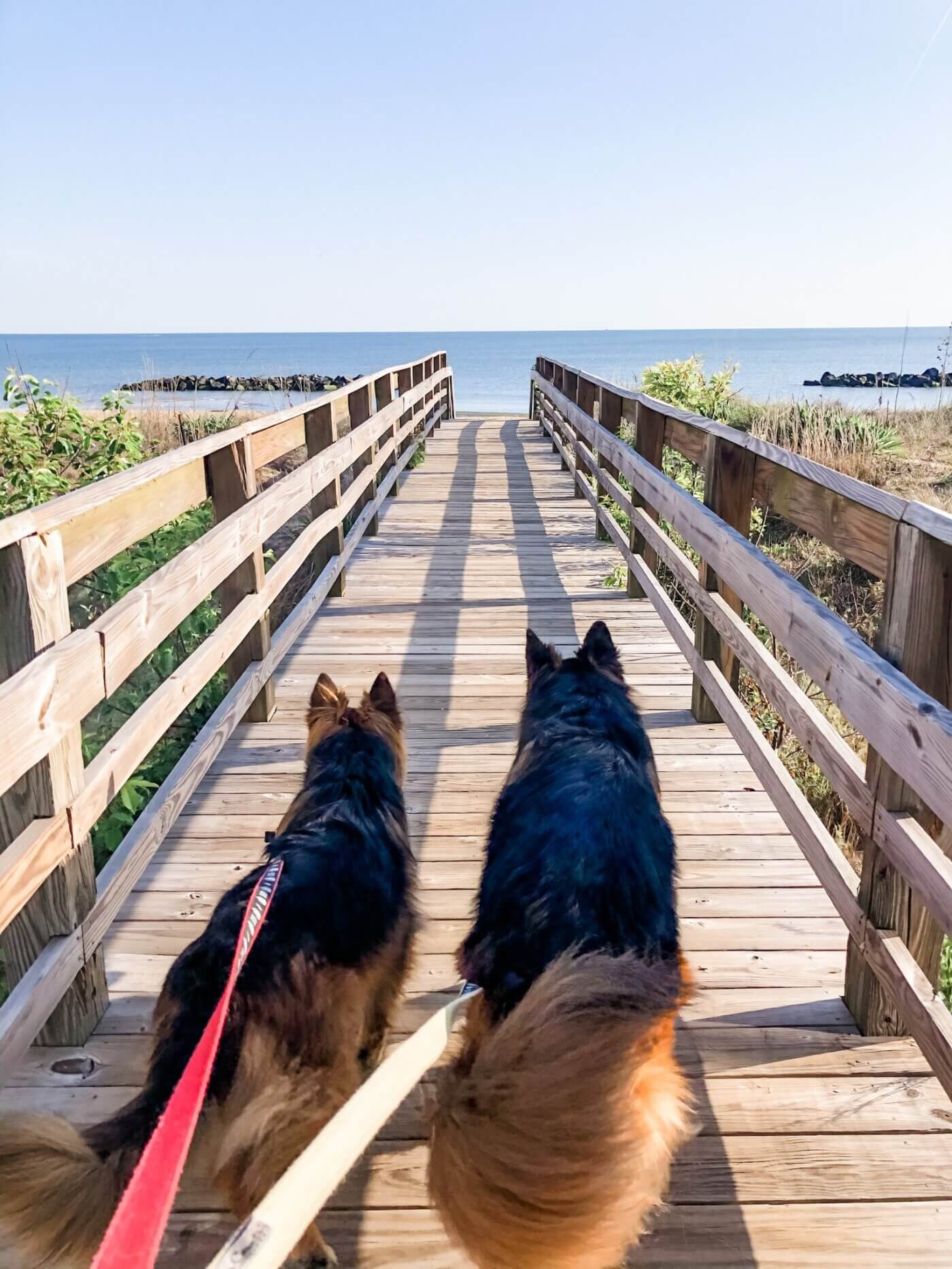 12 Dog-Friendly Beaches That Will Give Your Virginia Pooch the Zoomies
