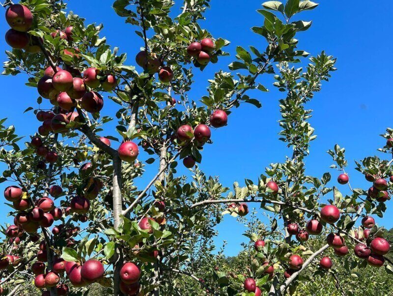 What’re U-Picking Right Now? Virginia’s Guide to What’s in Season and Where You Can Pick it Yourself