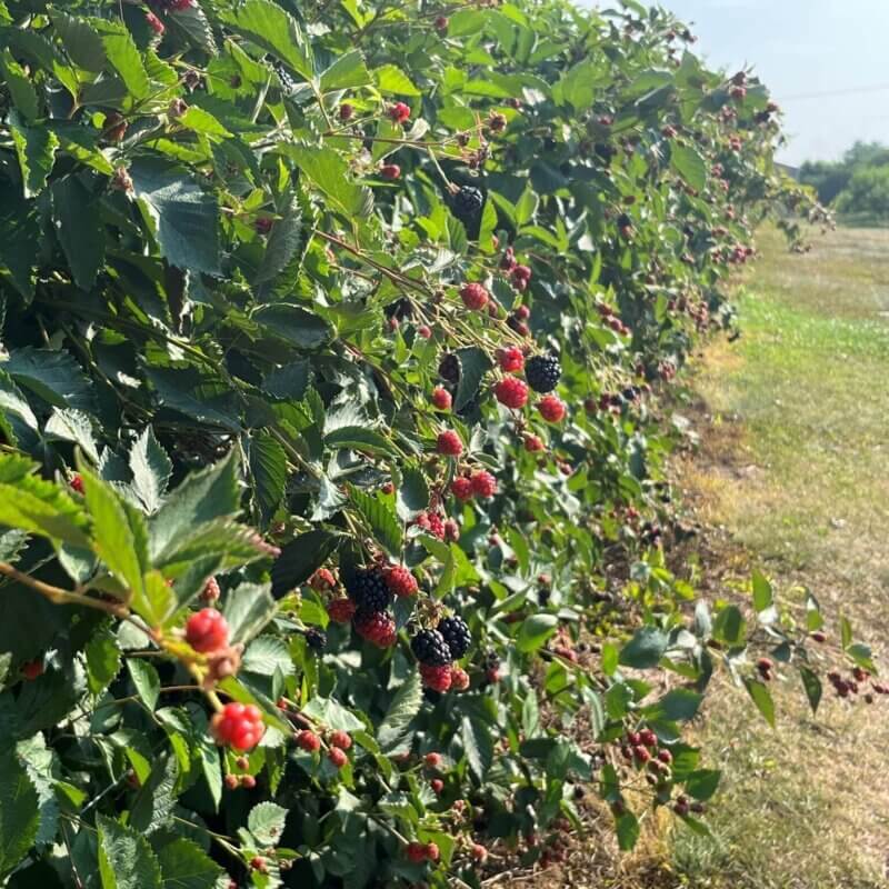 What’re U-Picking Right Now? Virginia’s Guide to What’s in Season and Where You Can Pick it Yourself