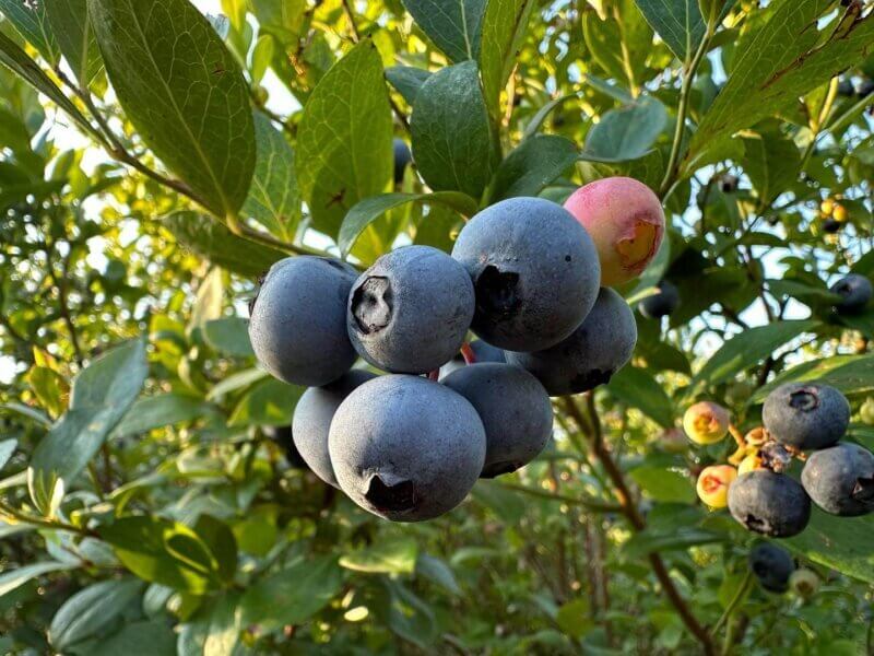 What’re U-Picking Right Now? Virginia’s Guide to What’s in Season and Where You Can Pick it Yourself