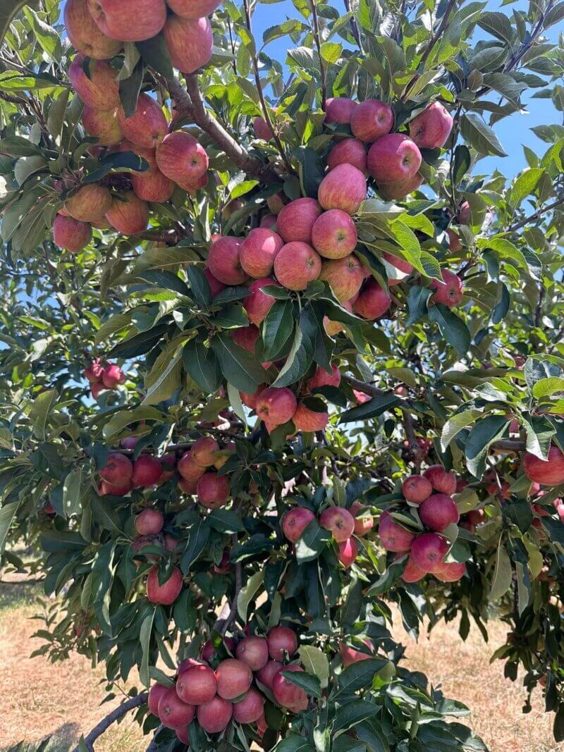 Northern VA's Ultimate Fall Adventure Guide: Hayrides, Orchards, Mazes & More