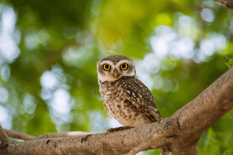 Superb Owl Sunday (No, It’s Not A Typo!): How To Celebrate In VA