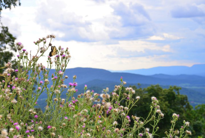 Eastern Tiger Swallowtail butterfly resting on a thistle flower with the Shenandoah moutains in the background. Photographed in the Shenandoah National Park Virginia, USA.