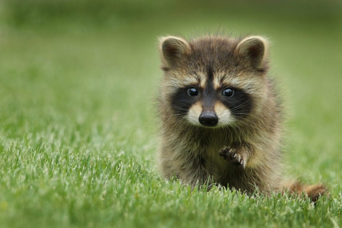 Baby raccoon in a field.