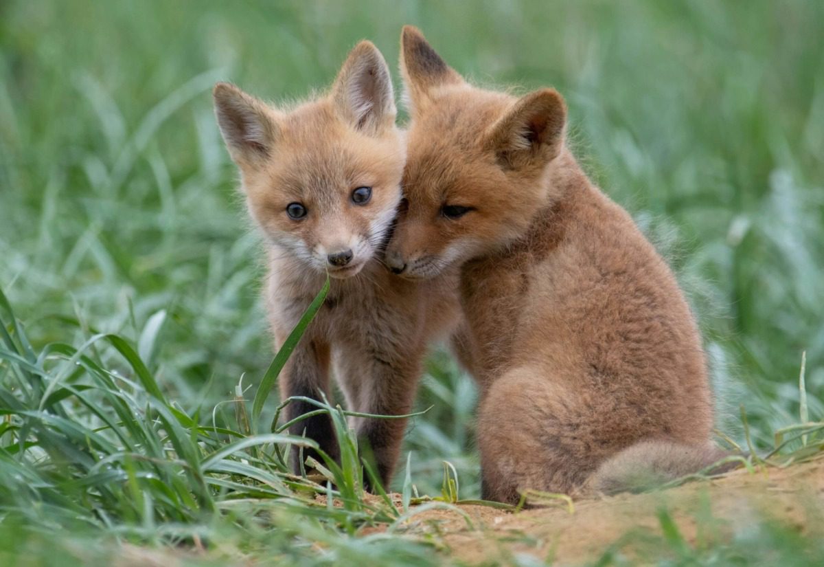 Two baby foxes cuddling in a field.