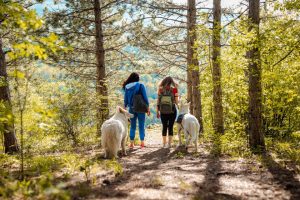Two women walking with large white fluffy dogs in the forest.