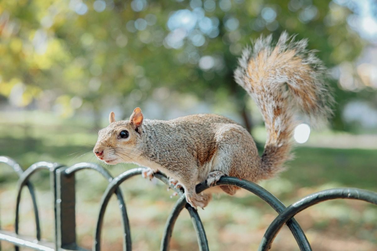 A squirrel climbing over a fence.