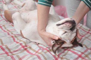 A bulldog getting a massage with his tummy up.