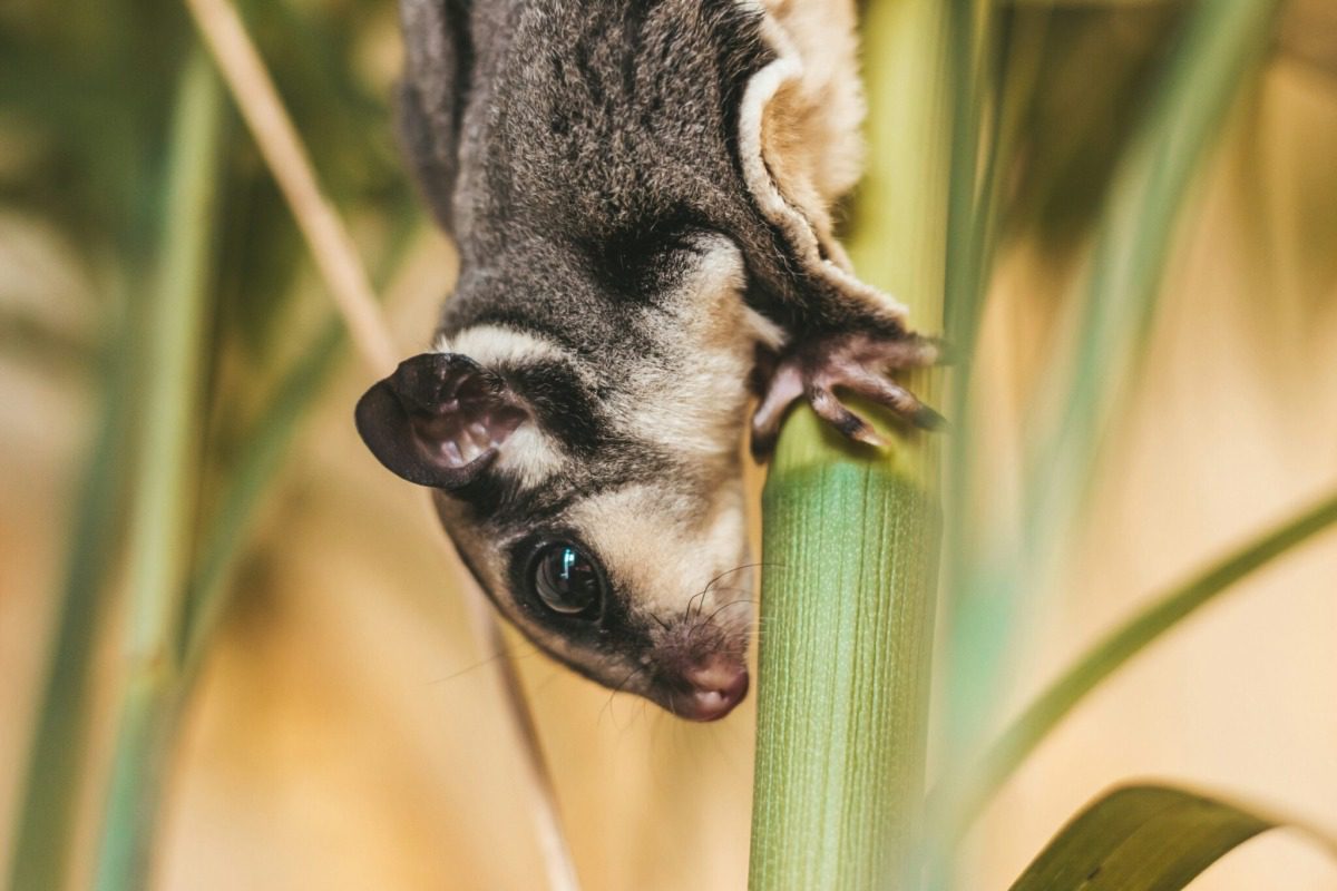Sugar glider climbing down a plant.
