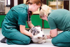 A cattle dog is being looked at by two vets at an emergency clinic.