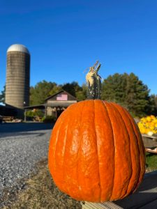 The 8 biggest & best pumpkin patches in Virginia