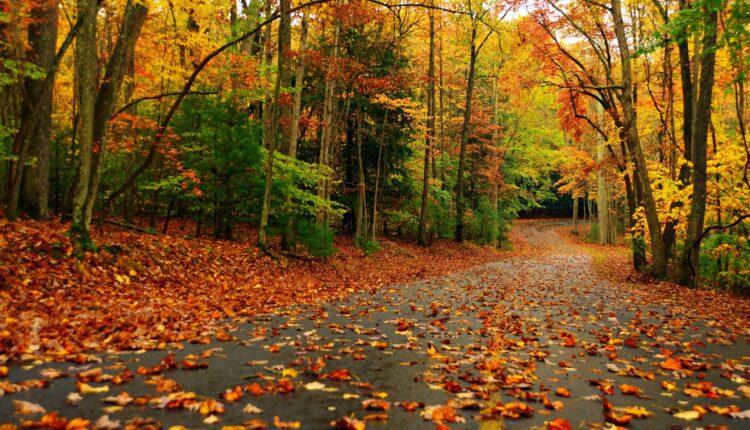8 lovely leaf-peeping destinations in Virginia