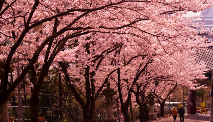 Alexandria in bloom: Your guide to cherry blossom season 2025