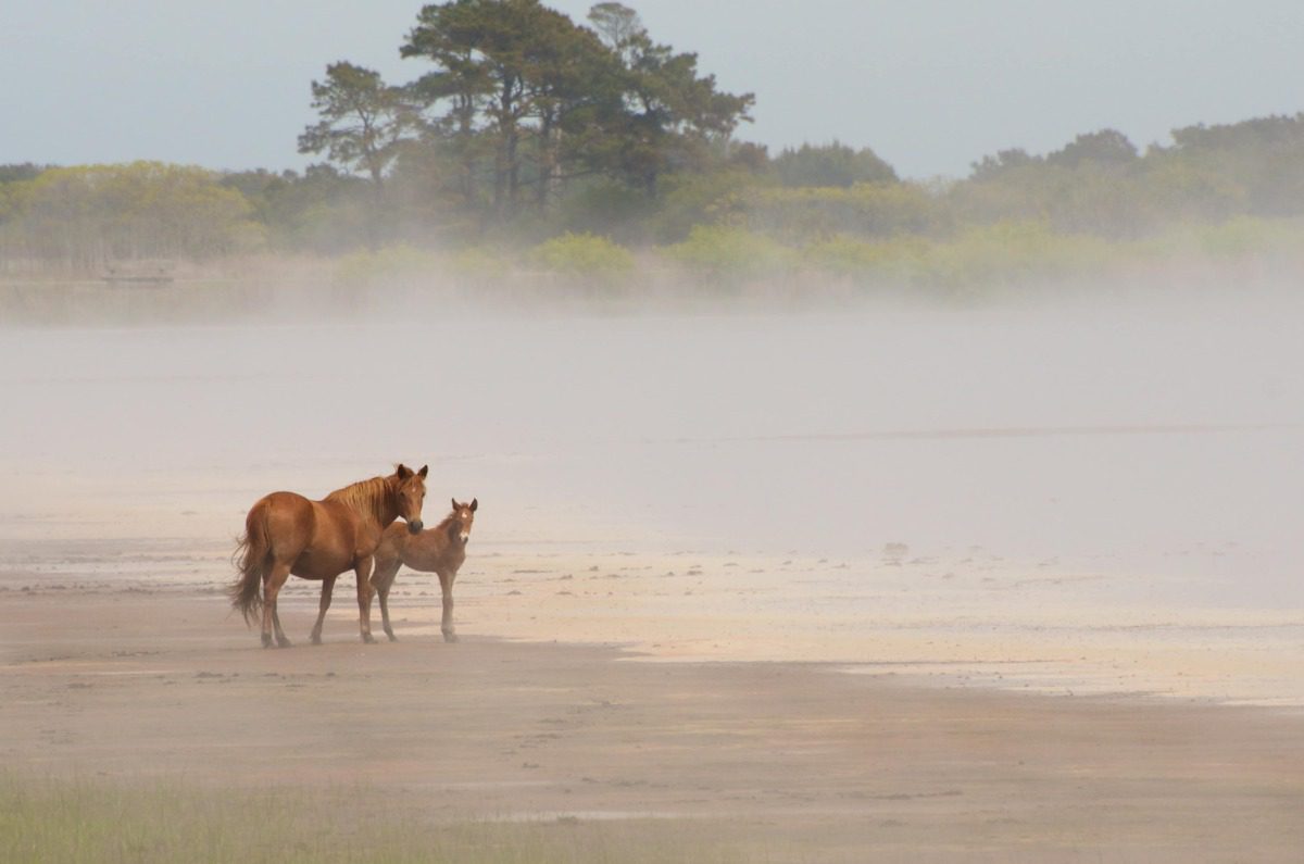 horses on the beach 