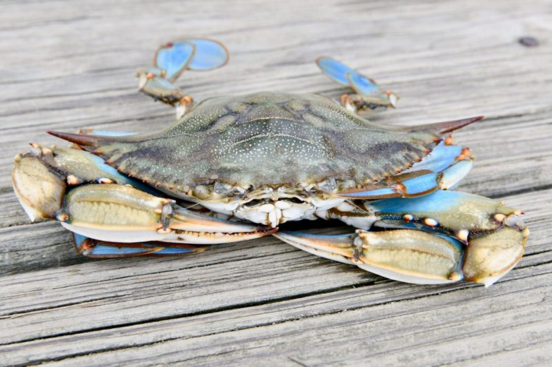 a chesapeake bay blue crab on a piece of wood