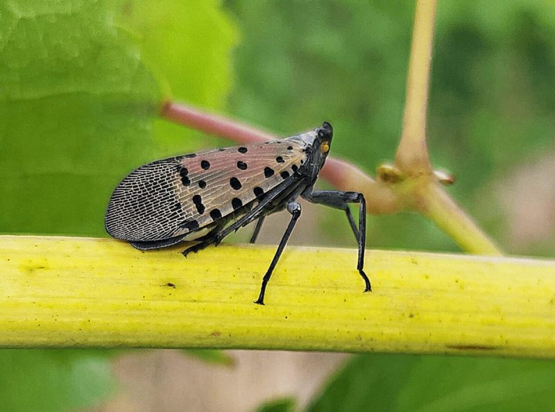 The invasive red-and-white spotted lanternfly has now spread to more than half of Virginia’s counties and cities
