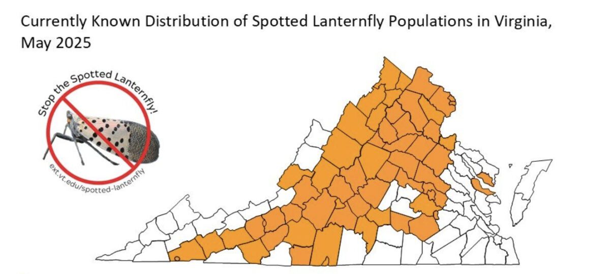 this map shows where spotted lanternflys have been documented in virginia 
