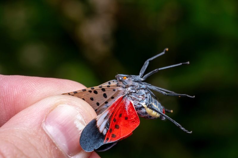 The spotted lanternfly was first seen in Pennsylvania in 2014. Since then, the insects have been reported in 21 states, including Virginia.