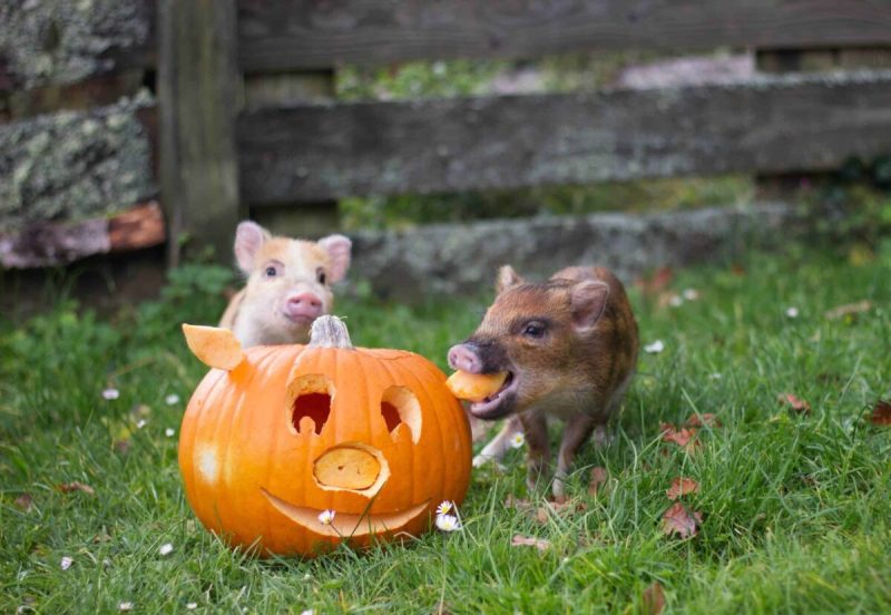 Pumpkins for Pigs accepts donations across Virginia.
