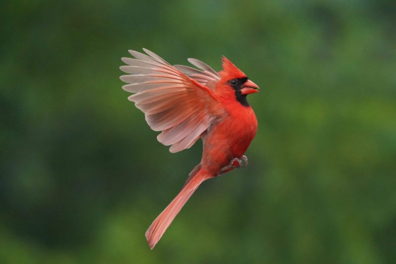 Virginians are gearing up to count birds across the Commonwealth for the Great Backyard Bird Count.